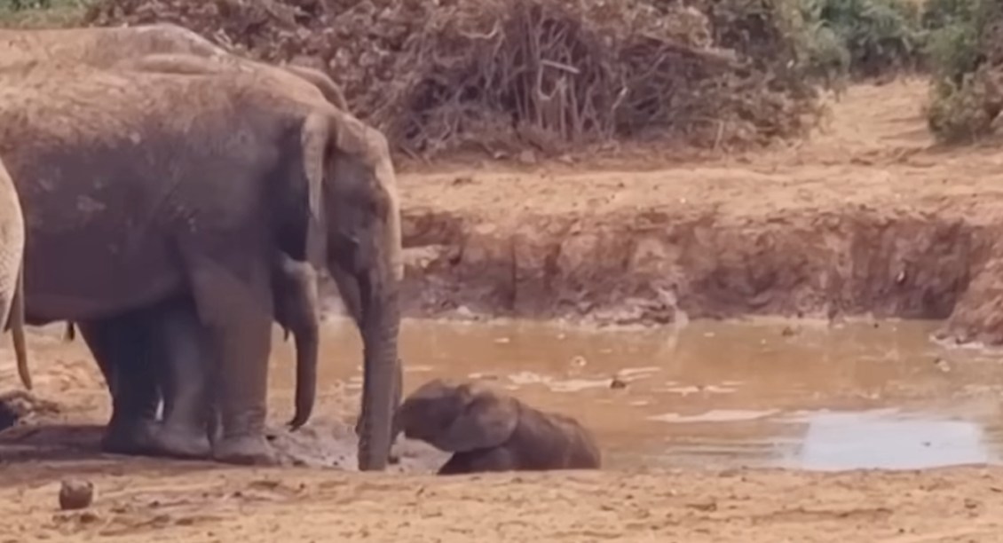 Elephants Pull Calf From Mud