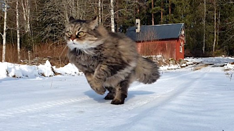 Fluffy Cat Races Human