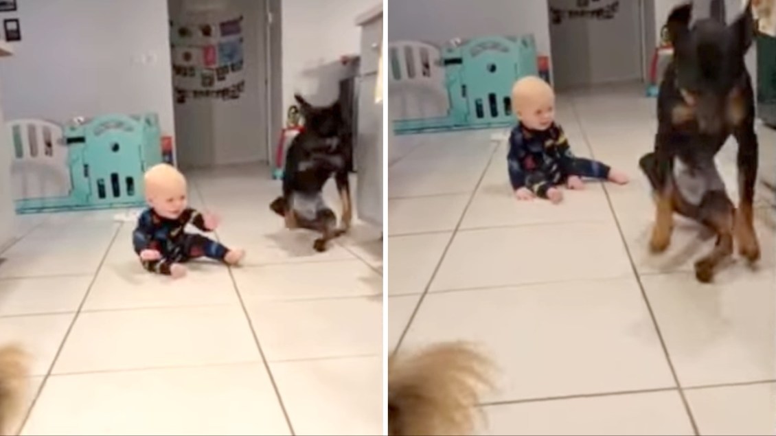 Paralyzed Dog Shows Baby to Hop