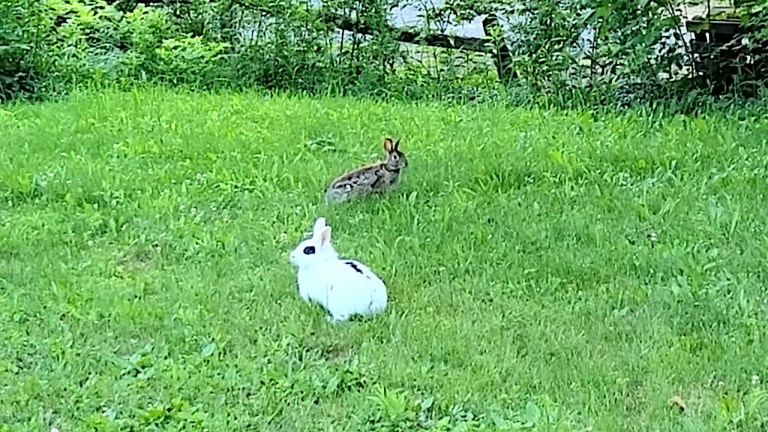 Pet Rabbit Wild Cottontail