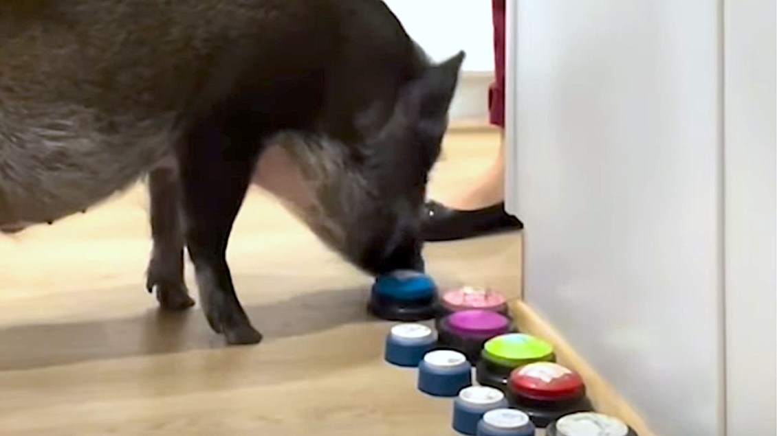 Pig Communicates With Buttons
