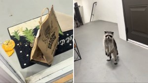 Racoon Steals Delivery Tacos