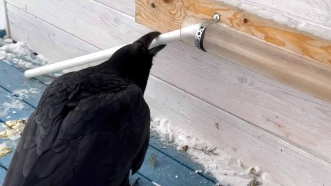 Raven Uses Stick to Retrieve Treats