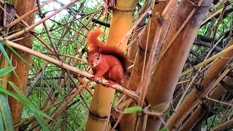 Squirrels Visit Rescuer