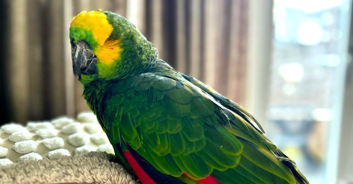 An 84 Year Old Blind Parrot Born in 1940 Finds a Loving Permanent Home After Years of Abuse