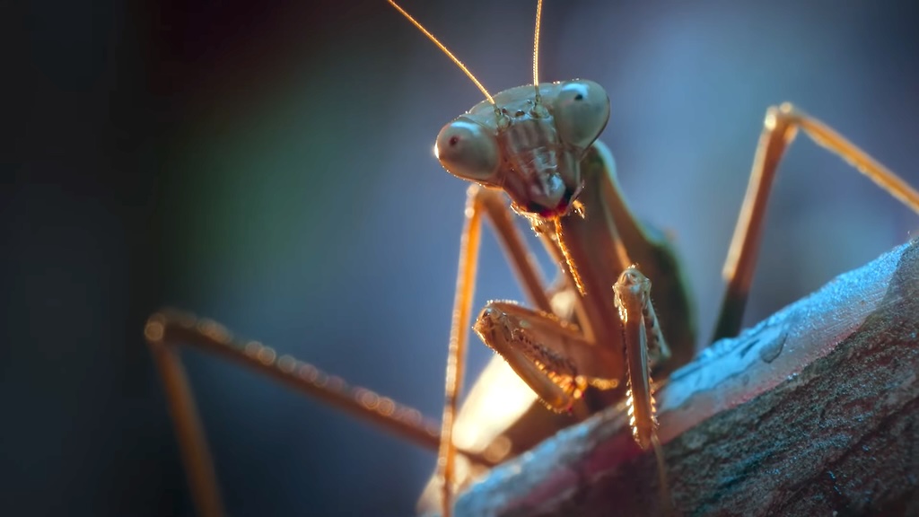 Three Bugs Reveal What Night in the City Looks Like From Their Point of View in 'A Real Bug's Life' - Vimarsana News