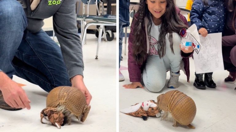 Armadillo Toy