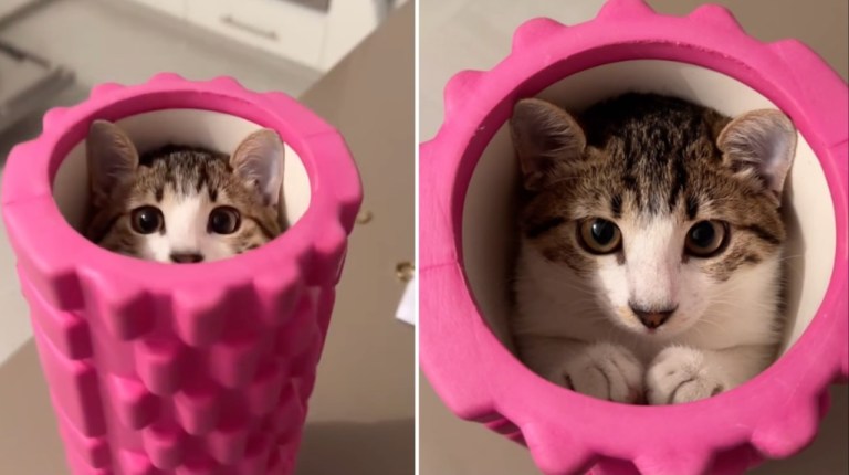 Cat Hides in Foam Roller