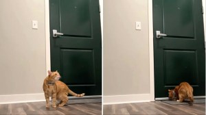 Cat Reacts to Human Leaving