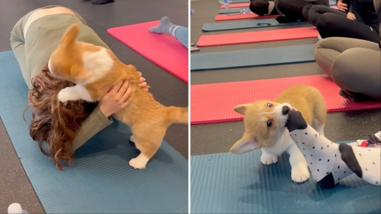 Corgi Yoga