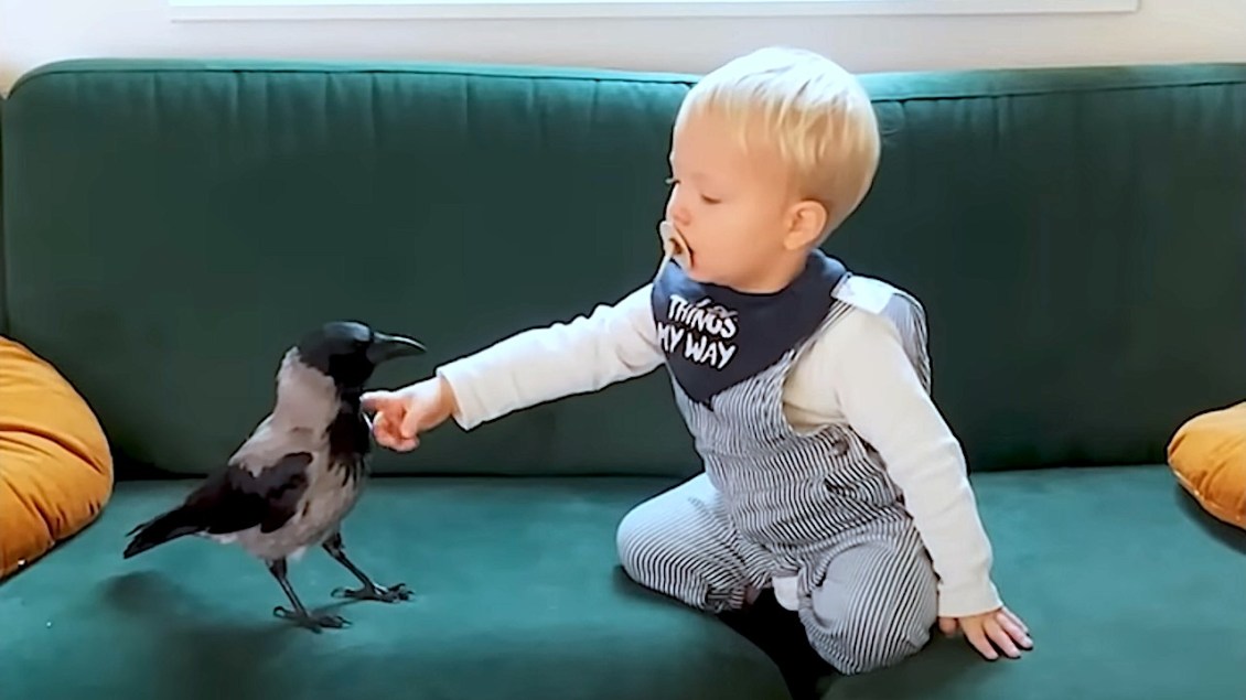 Crow Adopts Boy Into Flock