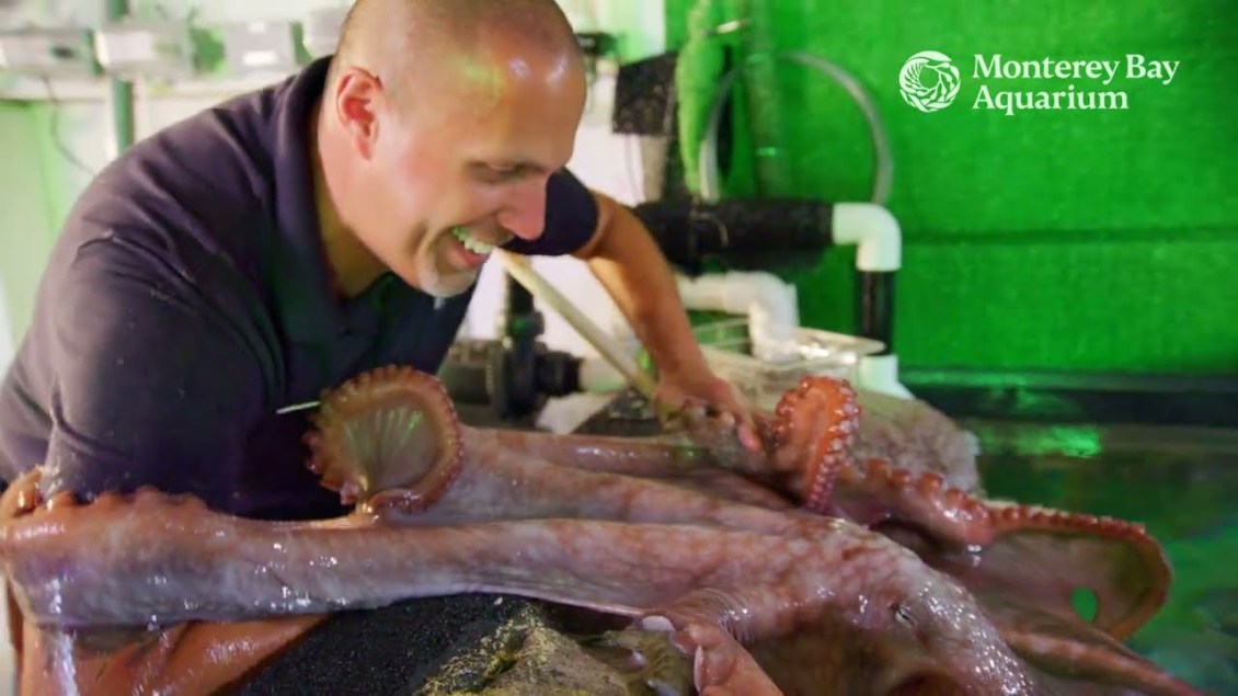 Dancing With Giant Pacific Octopus