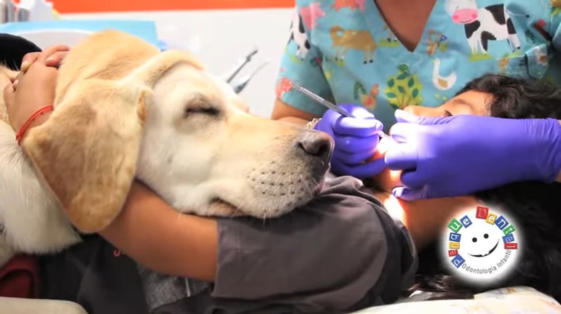 A Dental Assistant Dog Who Sits With Kids to Provide Comfort During Scary Dentist Appointments