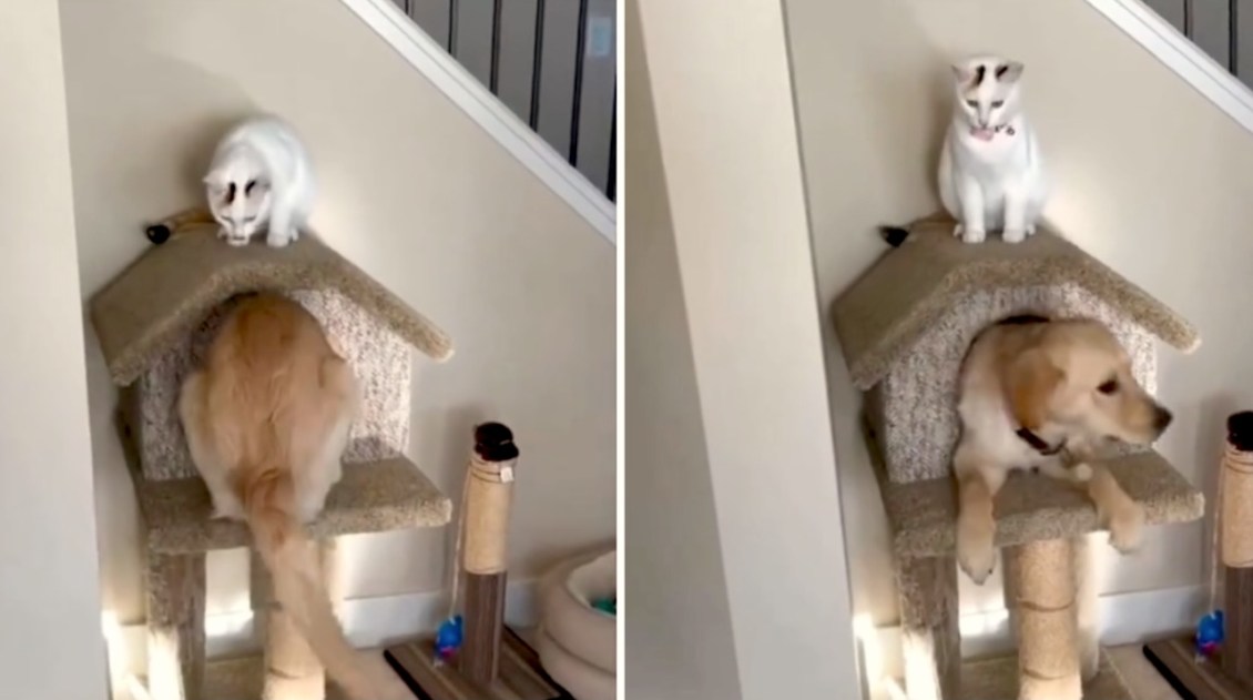 Ambitious Dog Clumsily Climbs Into a Cat Condo