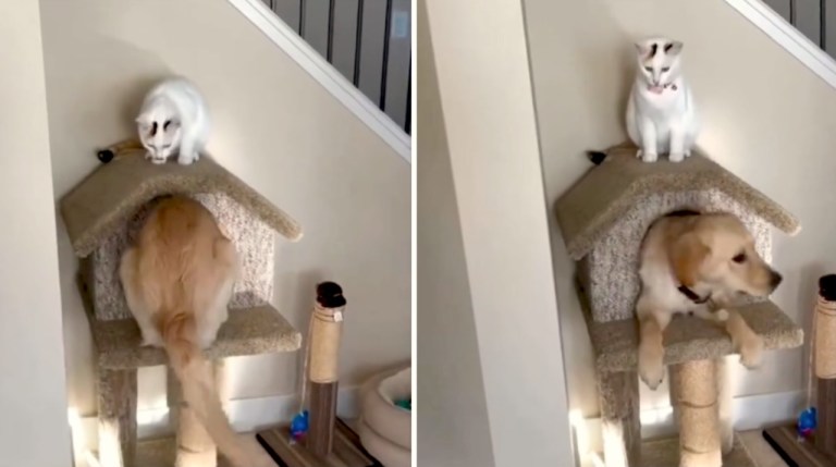 Dog Climbs Cat Tree