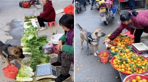 Dog Goes Shopping at Farmers Market