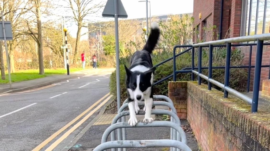 Dog Gracefully Parkours Across a Row of Bicycle Racks