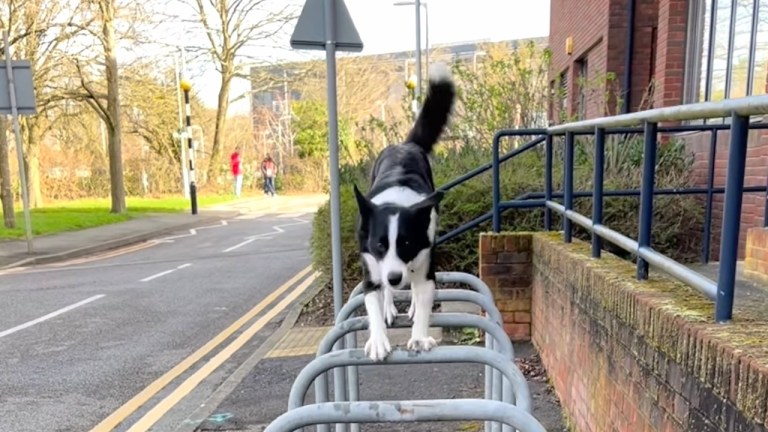 Dog Parkours Bike Racks