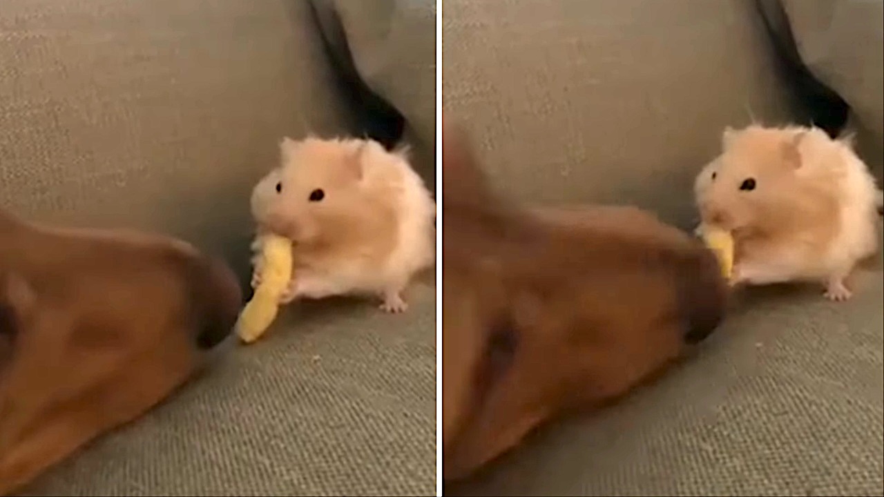 Sneaky Dog Steals Cheeto From Unsuspecting Hamster