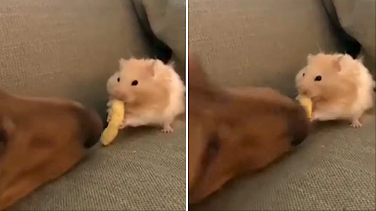 Dog Steals Cheeto From Hamster