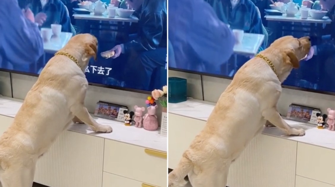 Dog Tries to Eat Food From Hand on TV Screen