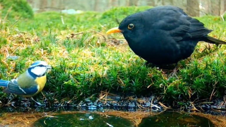 Forest Pond Birds