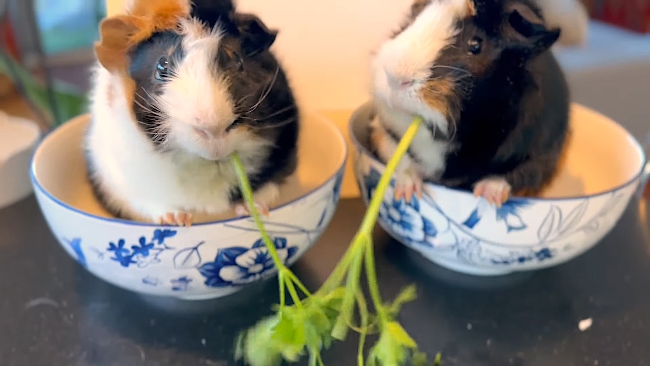 A Pair of Guinea Pigs Engage in an Adorable Parsley Eating Contest