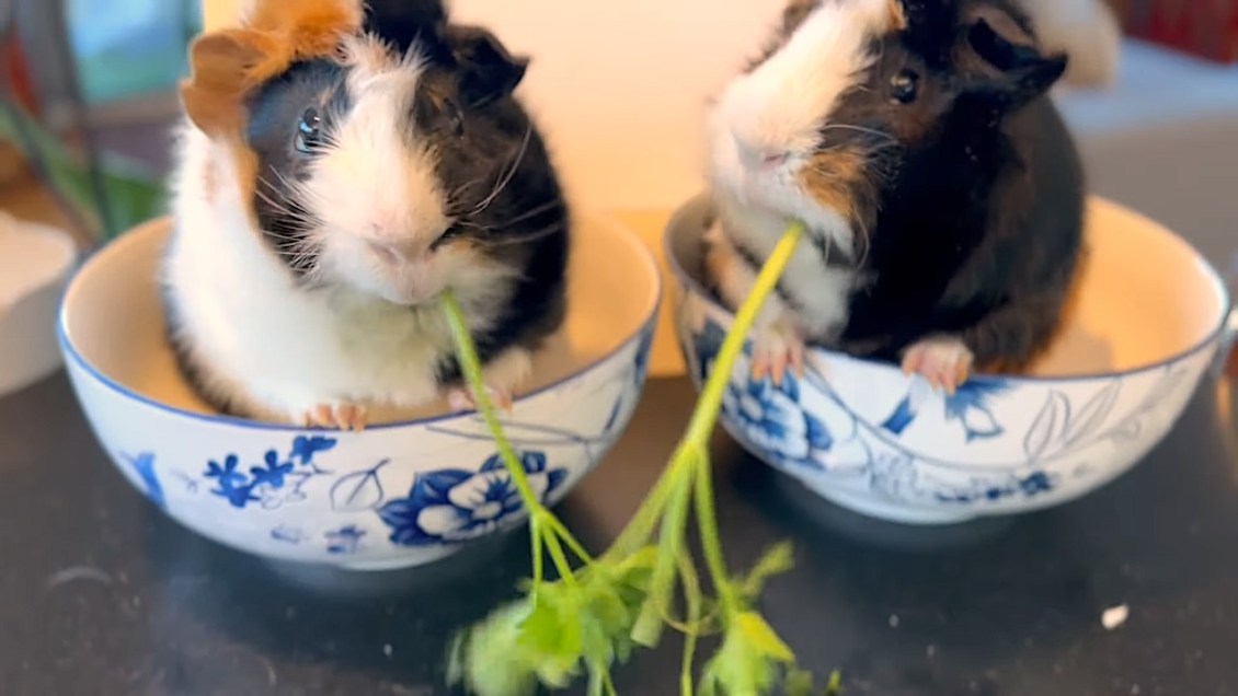 Guinea Pig Parsley Eating Contest