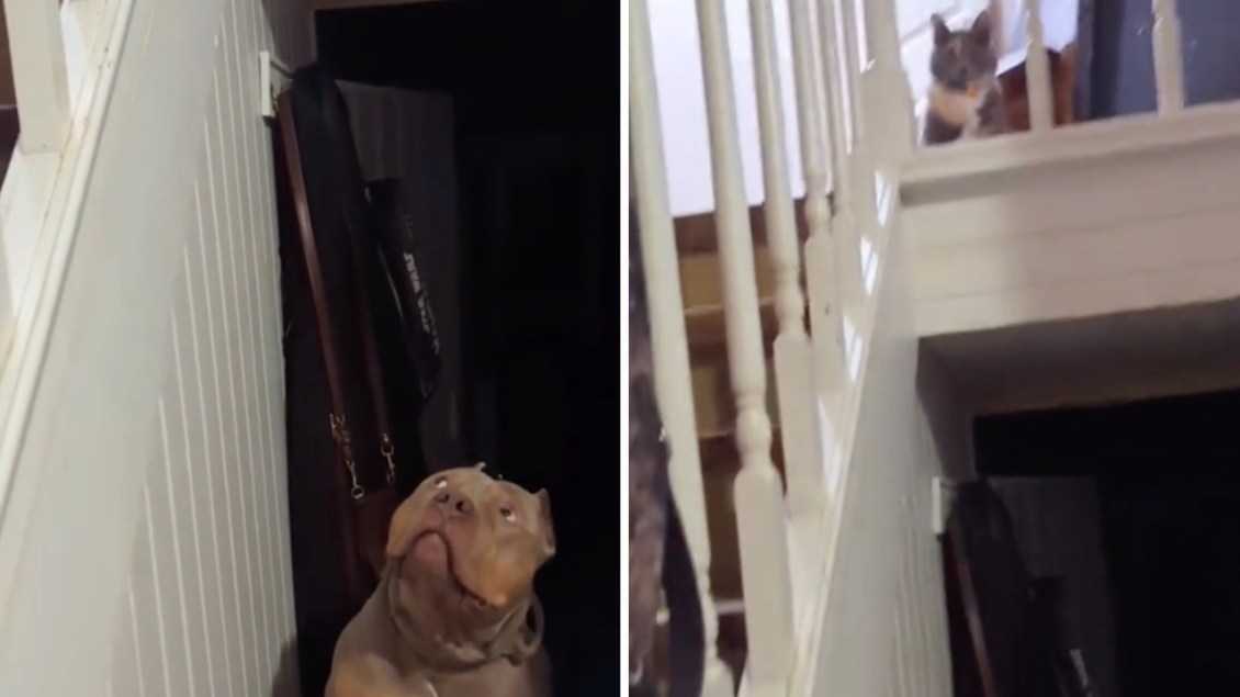 Pitbull Afraid of Cat