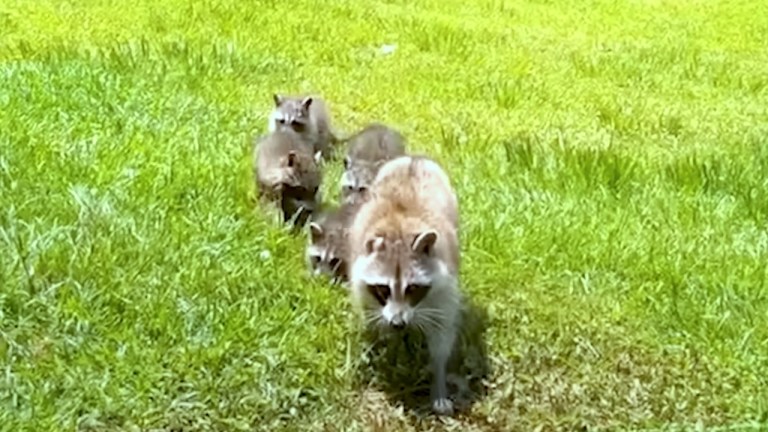 Raccoon Brings Babies to Favorite Human