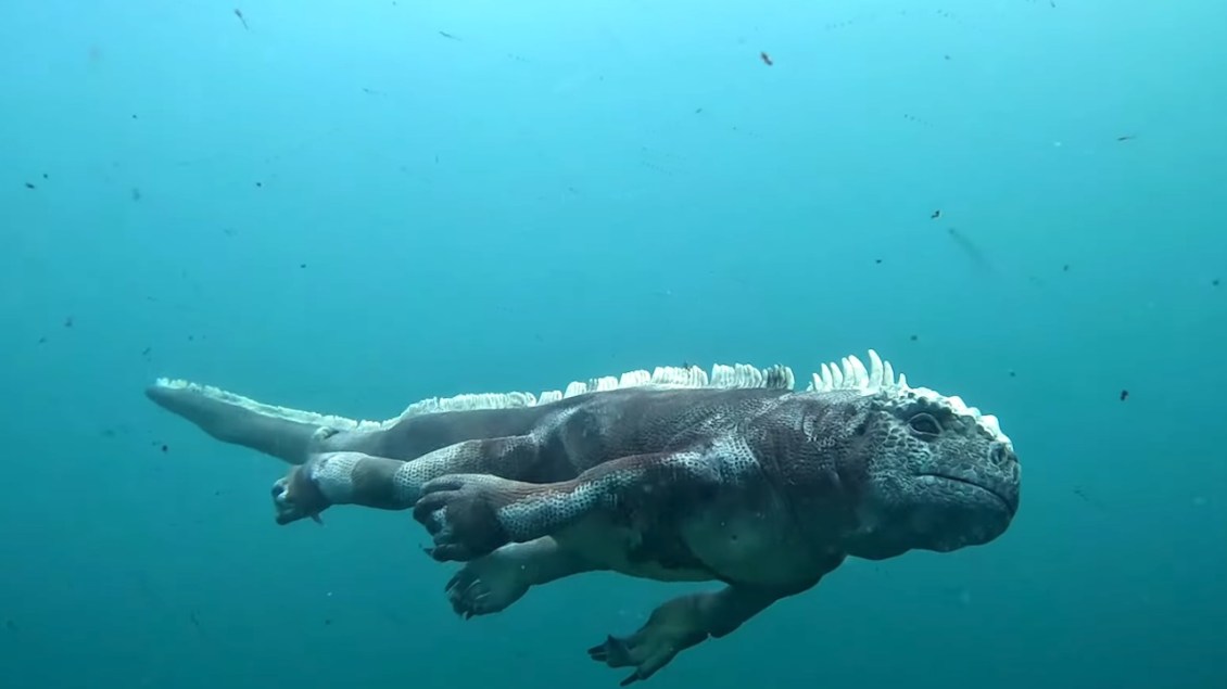 Robotic Spy Iguana Dives For Food With Real Iguanas