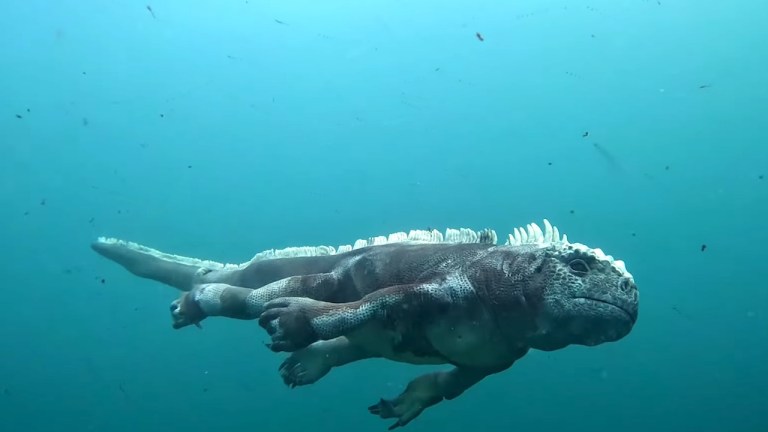 Robotic Iguana Dives for Food