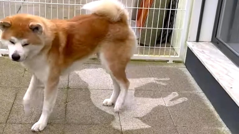 Sleeping Dog Leaves Rain Outline