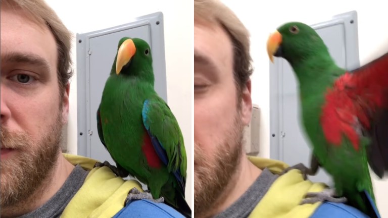 Startled Parrot Takeoff New Doorbell