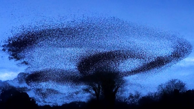 Starling Murmuration