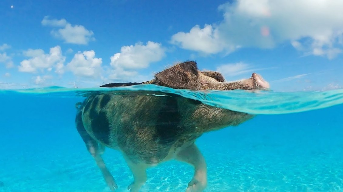 Swimming Spy Pig