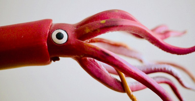 Toy Squid