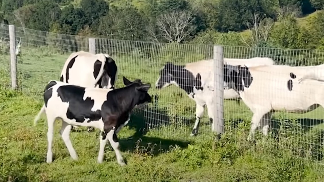 Twin Cows Reunite With Mom