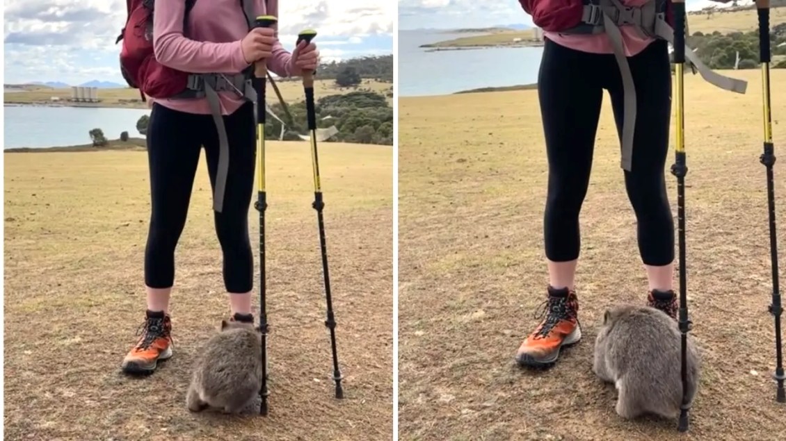 Wombat Rubs Butt Against Hiker's Pole