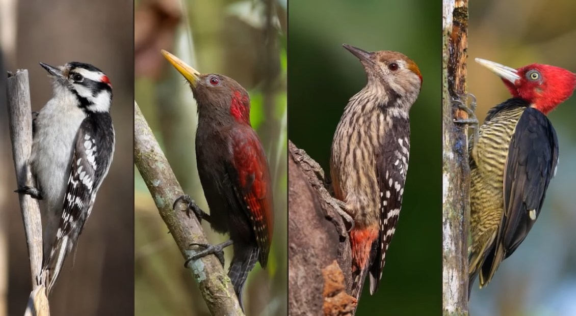The Wonderfully Diverse Array of Birds Within the Woodpecker Family