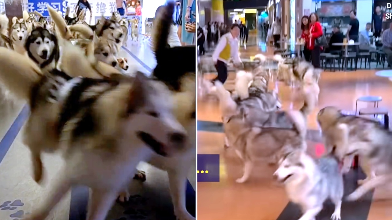100 Huskies Run Amok in a Chinese Mall After They Were Accidentally Released From a Pet Cafe