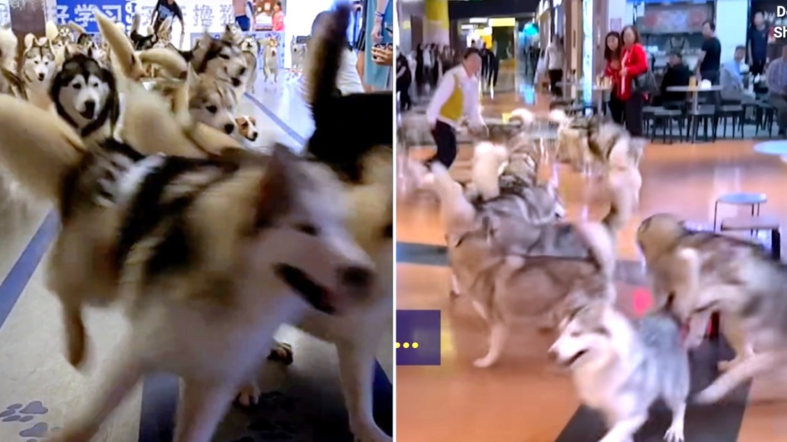 100 Huskies Escape Mall Pet Cafe