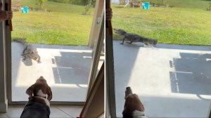Beagle Scares Away Alligator