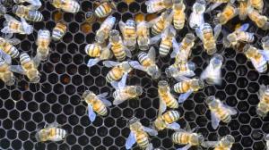 Bees Problem Solving