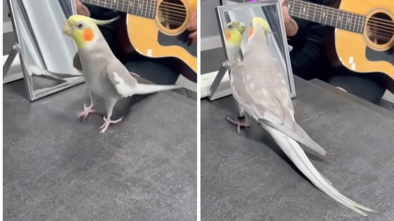 Little Cockatiel Whistles Happily to Human’s Guitar While Dancing in Front of the Mirror