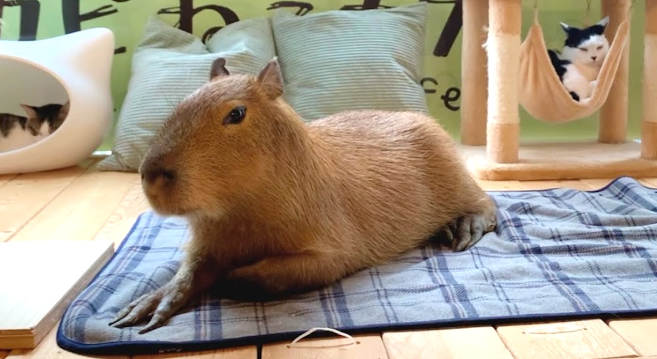 A Tour of a Cozy Capybara and Cat Café in Tokyo