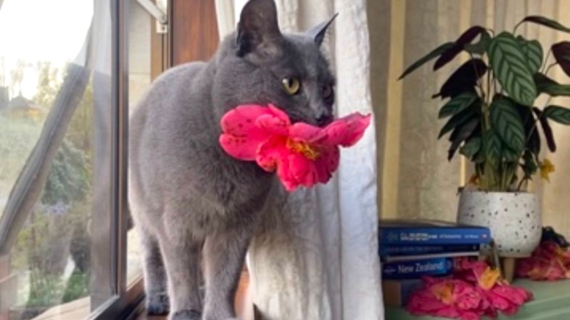 Cat Brings Flowers to Human