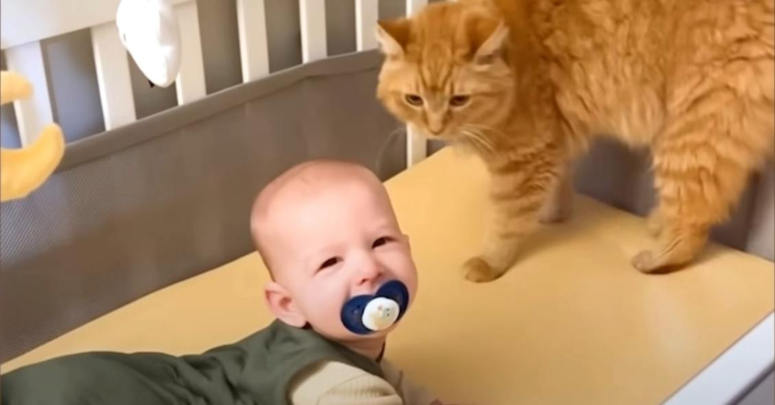 Cat Jumps Into Baby Crib