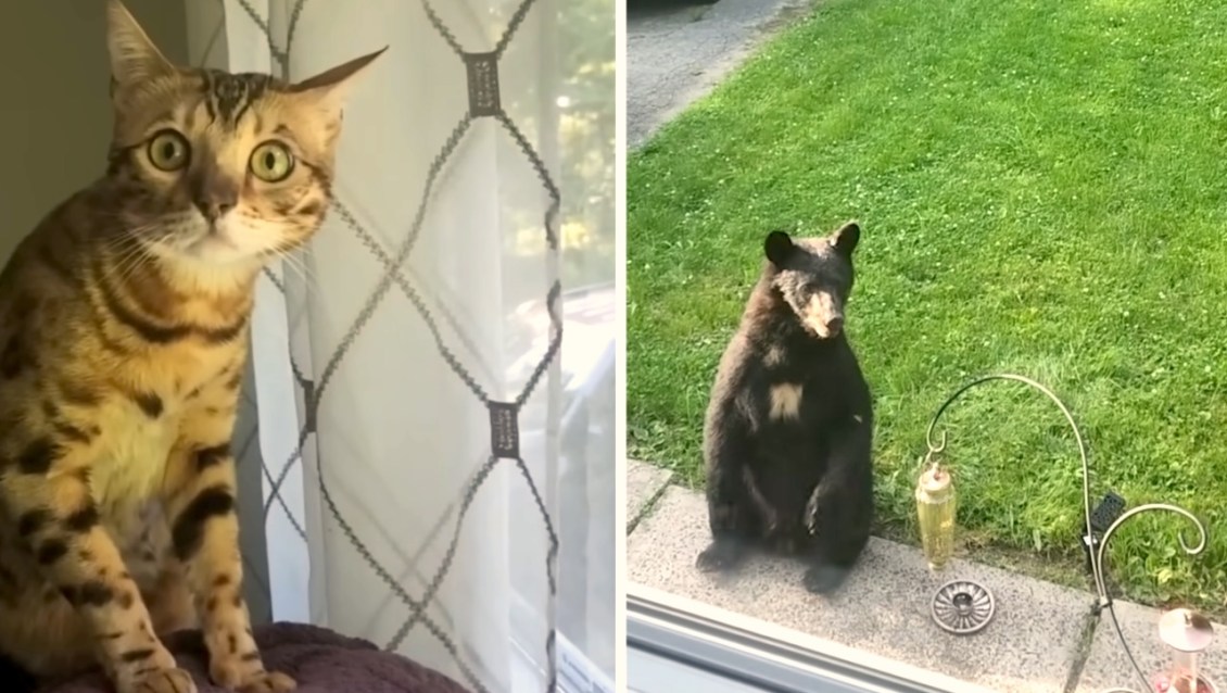 Cat Sees Bear for First Time