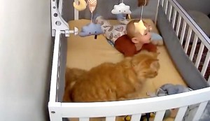 Cat Wakes Up Baby